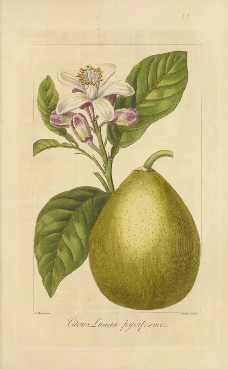 Citrus lumia pyriformis by Jean Claude Michel Mordant de Launay, 1816-1827 — digital art print download