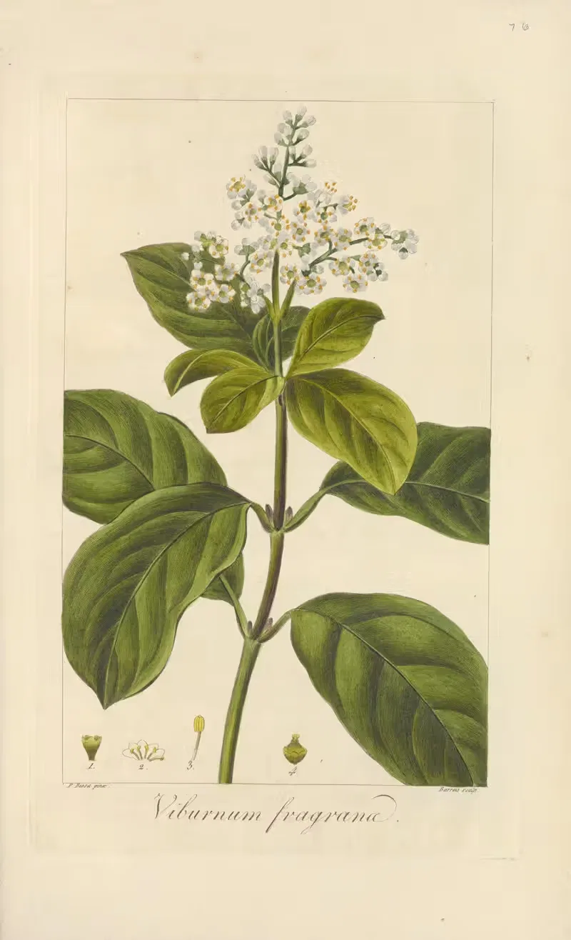 Viburnum fragrans by Jean Claude Michel Mordant de Launay, 1816-1827 — digital art print download