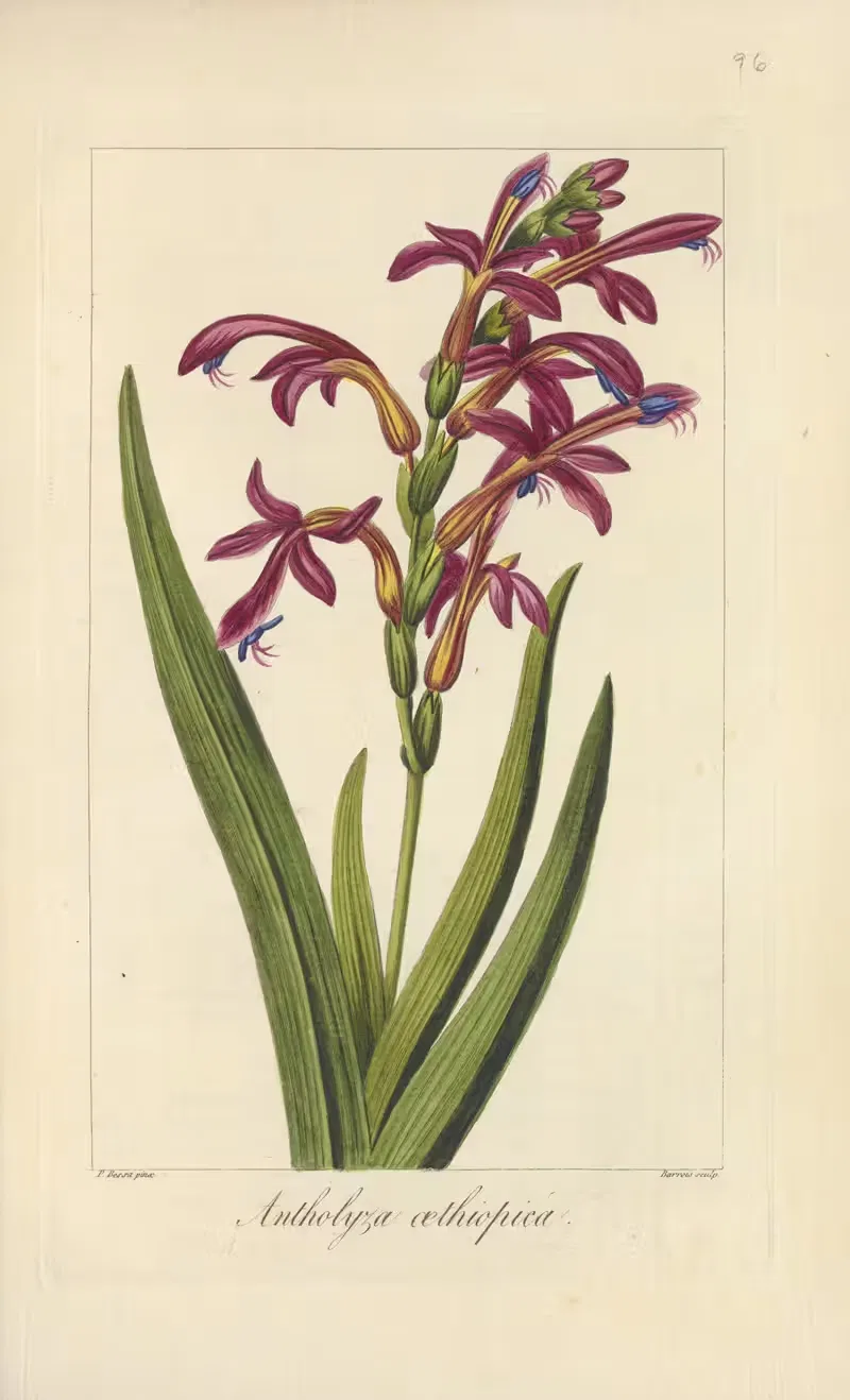 Antholyza æthiopica by Jean Claude Michel Mordant de Launay, 1816-1827 — digital art print download