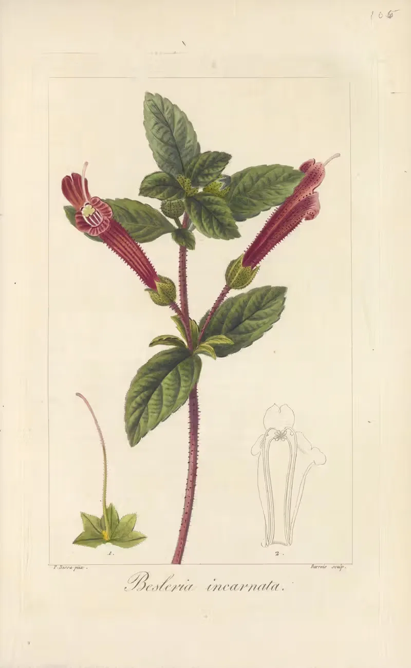 Besleria incarnata by Jean Claude Michel Mordant de Launay, 1816-1827 — digital art print download