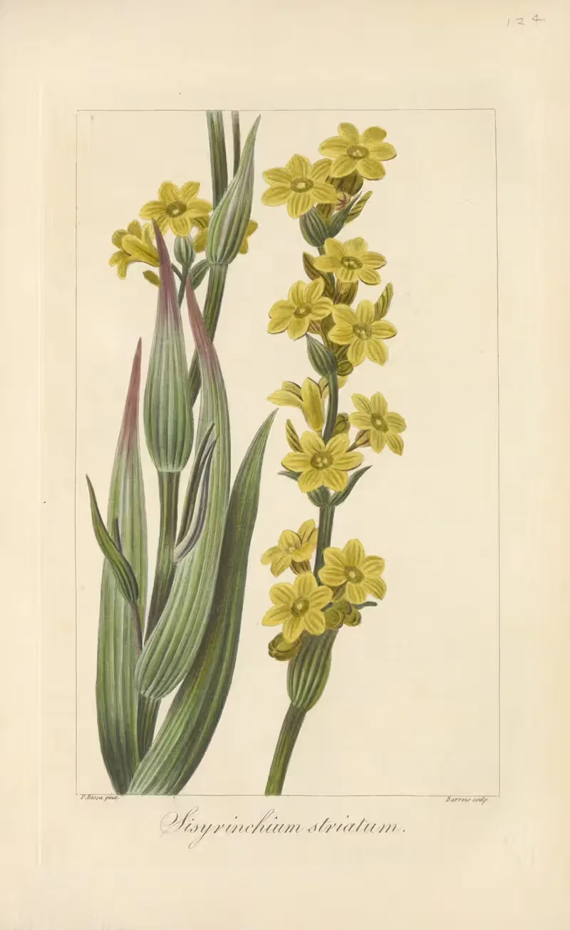Sisyrinchium striatum by Jean Claude Michel Mordant de Launay, 1816-1827 — digital art print download