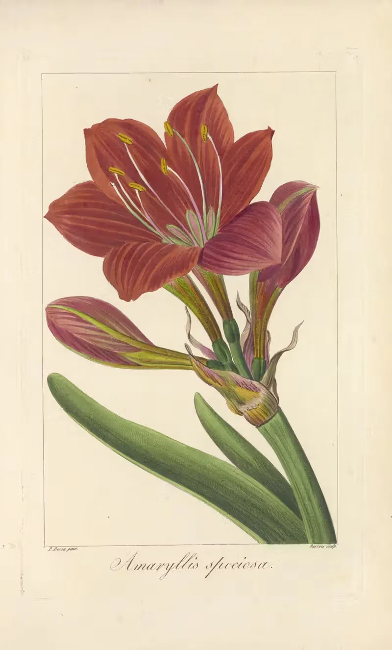 Amaryllis speciosa by Jean Claude Michel Mordant de Launay, 1816-1827 — digital art print download