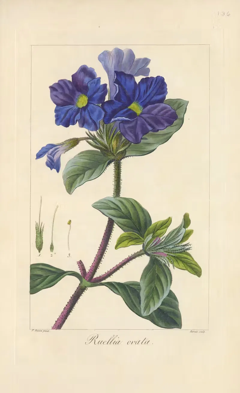 Ruellia ovata by Jean Claude Michel Mordant de Launay, 1816-1827 — digital art print download