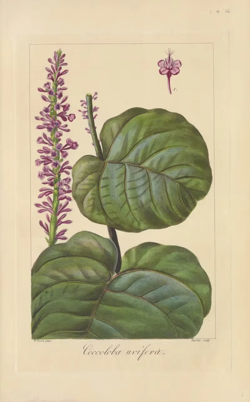 Coccoloba uvifera by Jean Claude Michel Mordant de Launay, 1816-1827 — digital art print download