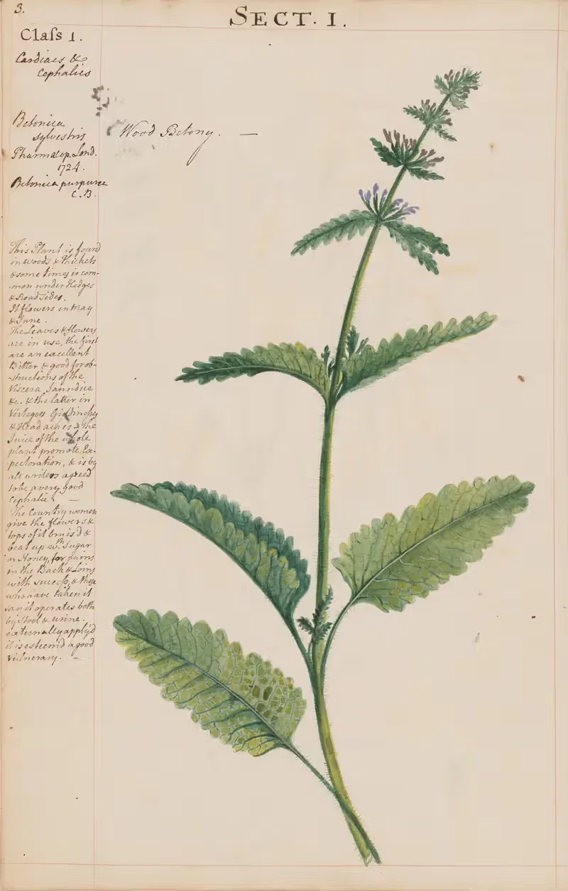 Wood Betony by Joshua Webster, 1780 — digital art print download
