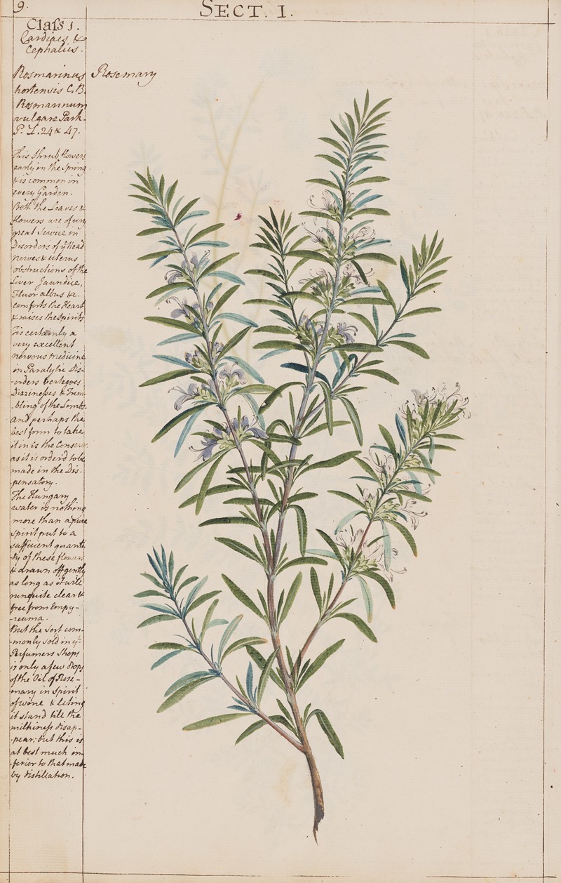 Rosemary by Joshua Webster, 1780 — digital art print download