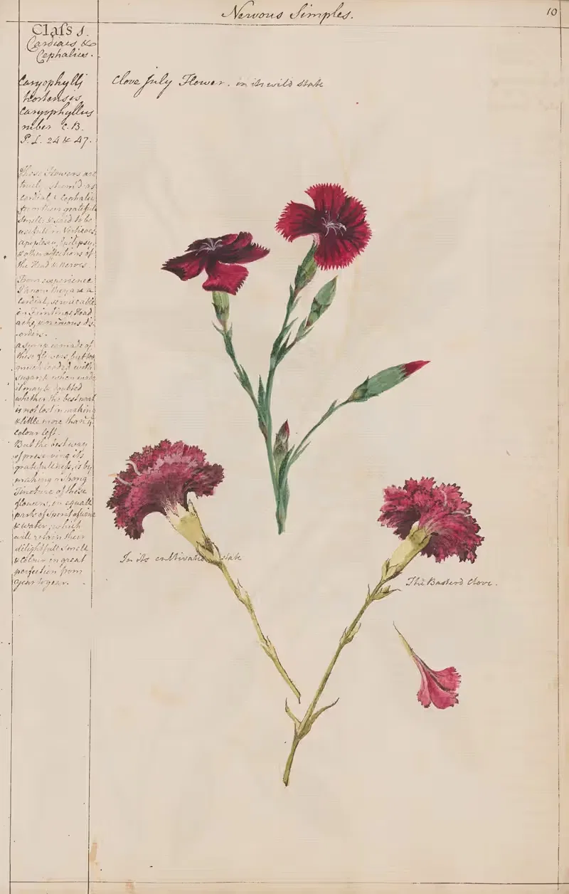 Clove July Flower by Joshua Webster, 1780 — digital art print download