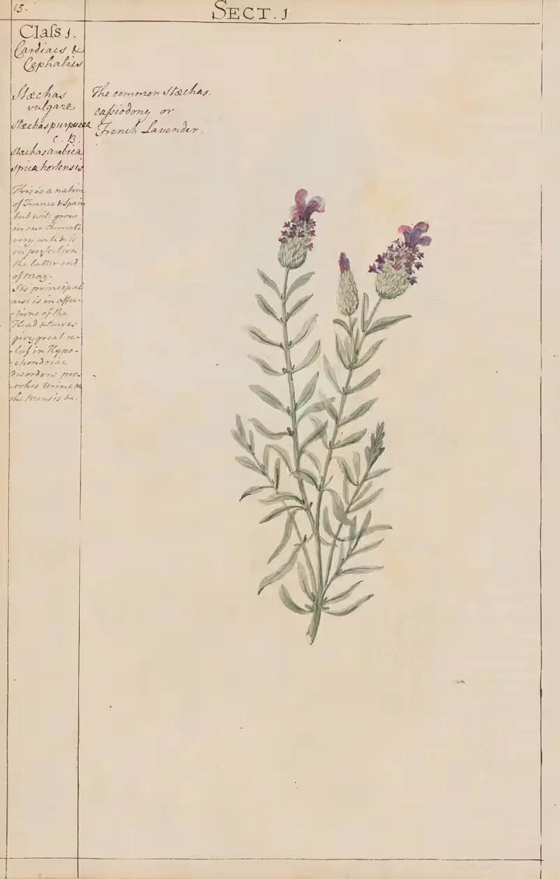 French Lavender by Joshua Webster, 1780 — digital art print download