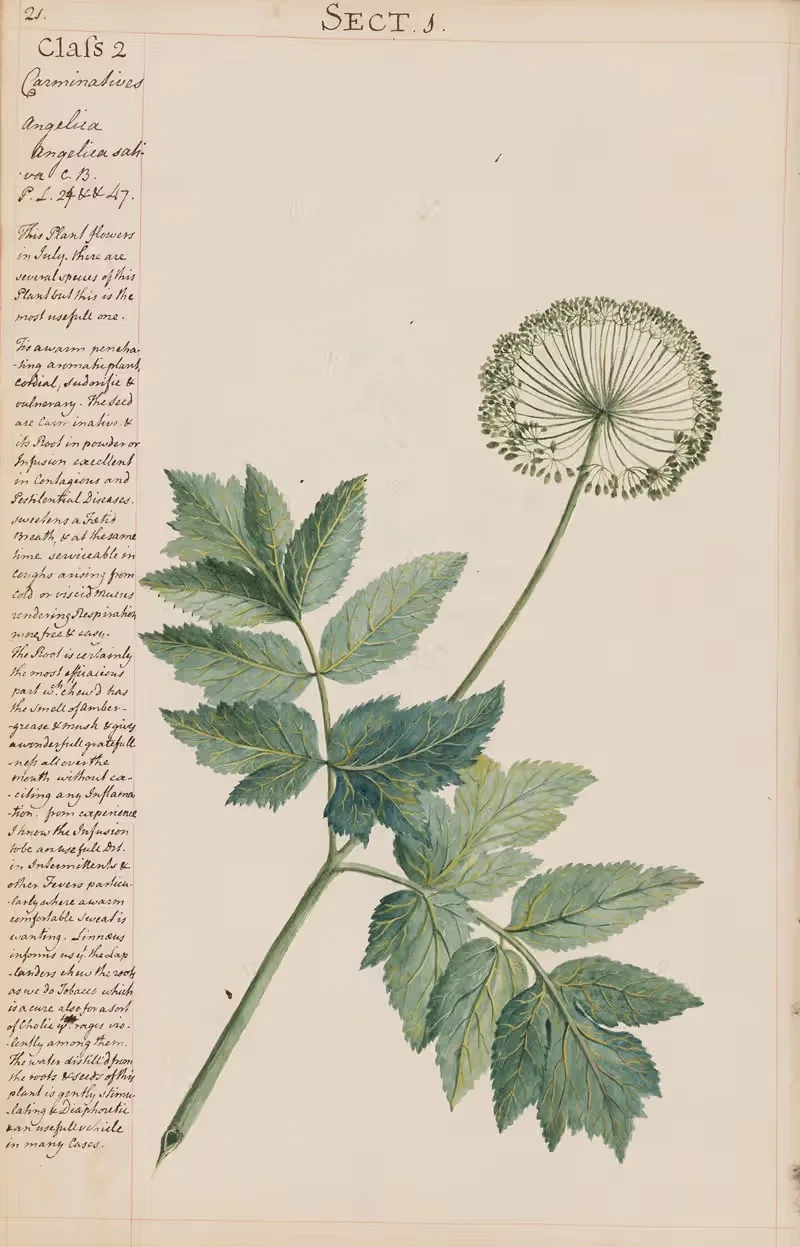Angelica Sativa by Joshua Webster, 1780 — digital art print download