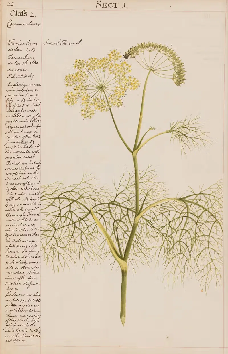 Sweet Fennel by Joshua Webster, 1780 — digital art print download