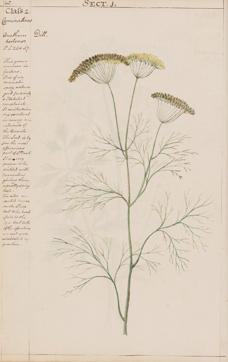 Dill by Joshua Webster, 1780 — digital art print download