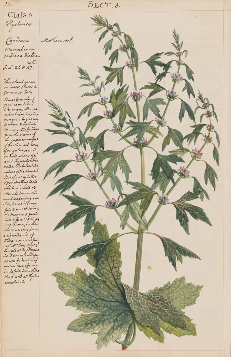 Motherwort by Joshua Webster, 1780 — digital art print download