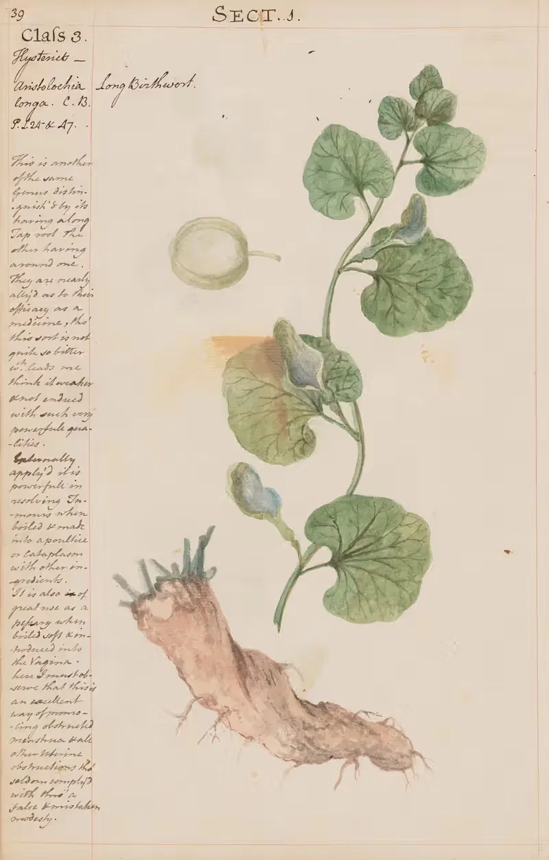 Long Birthwort by Joshua Webster, 1780 — digital art print download