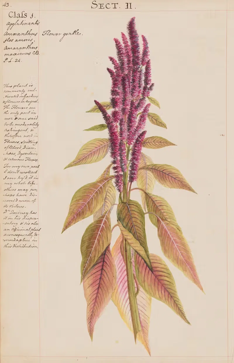 Flower gentle by Joshua Webster, 1780 — digital art print download