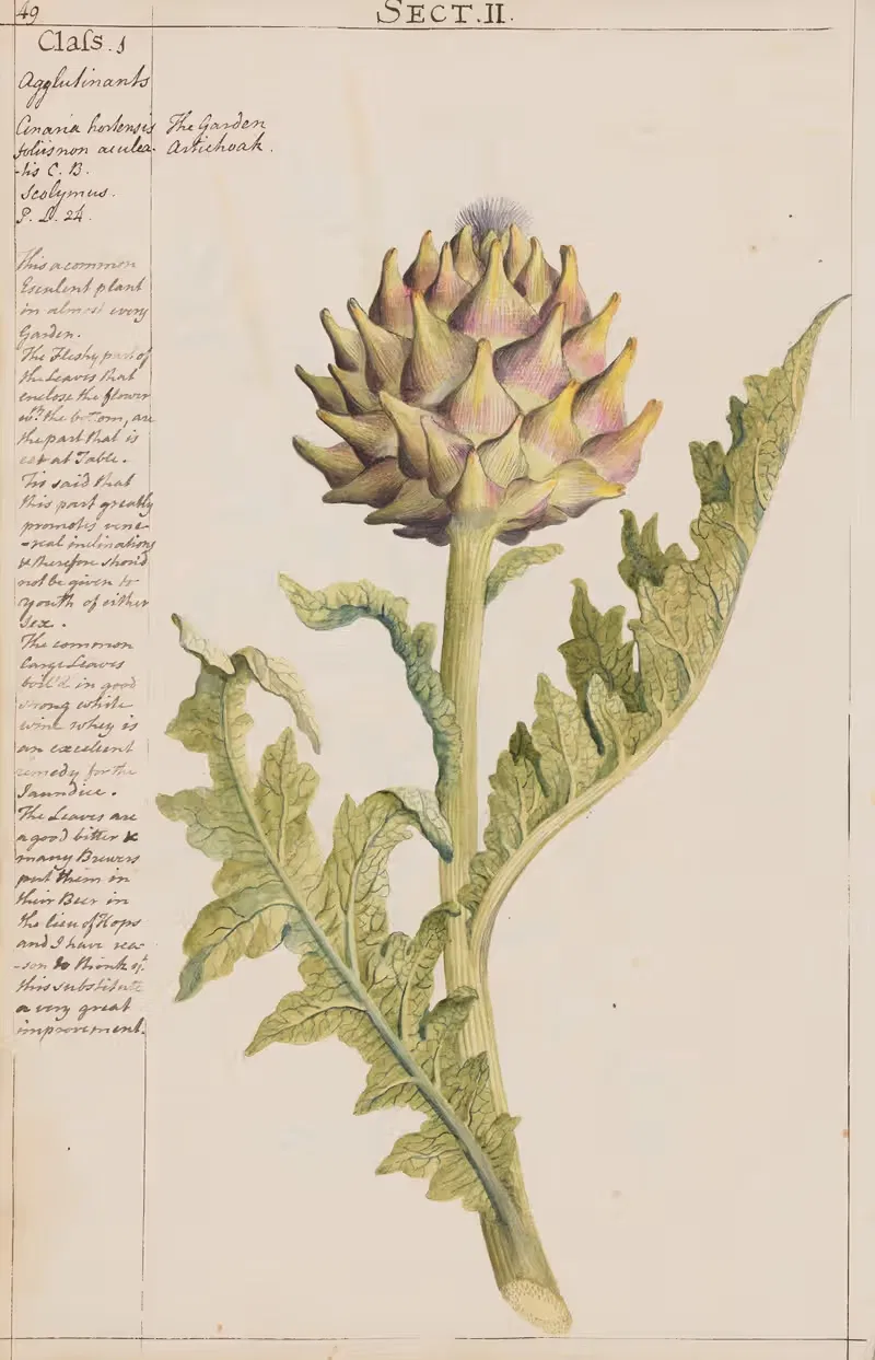 The Garden Artichoke by Joshua Webster, 1780 — digital art print download