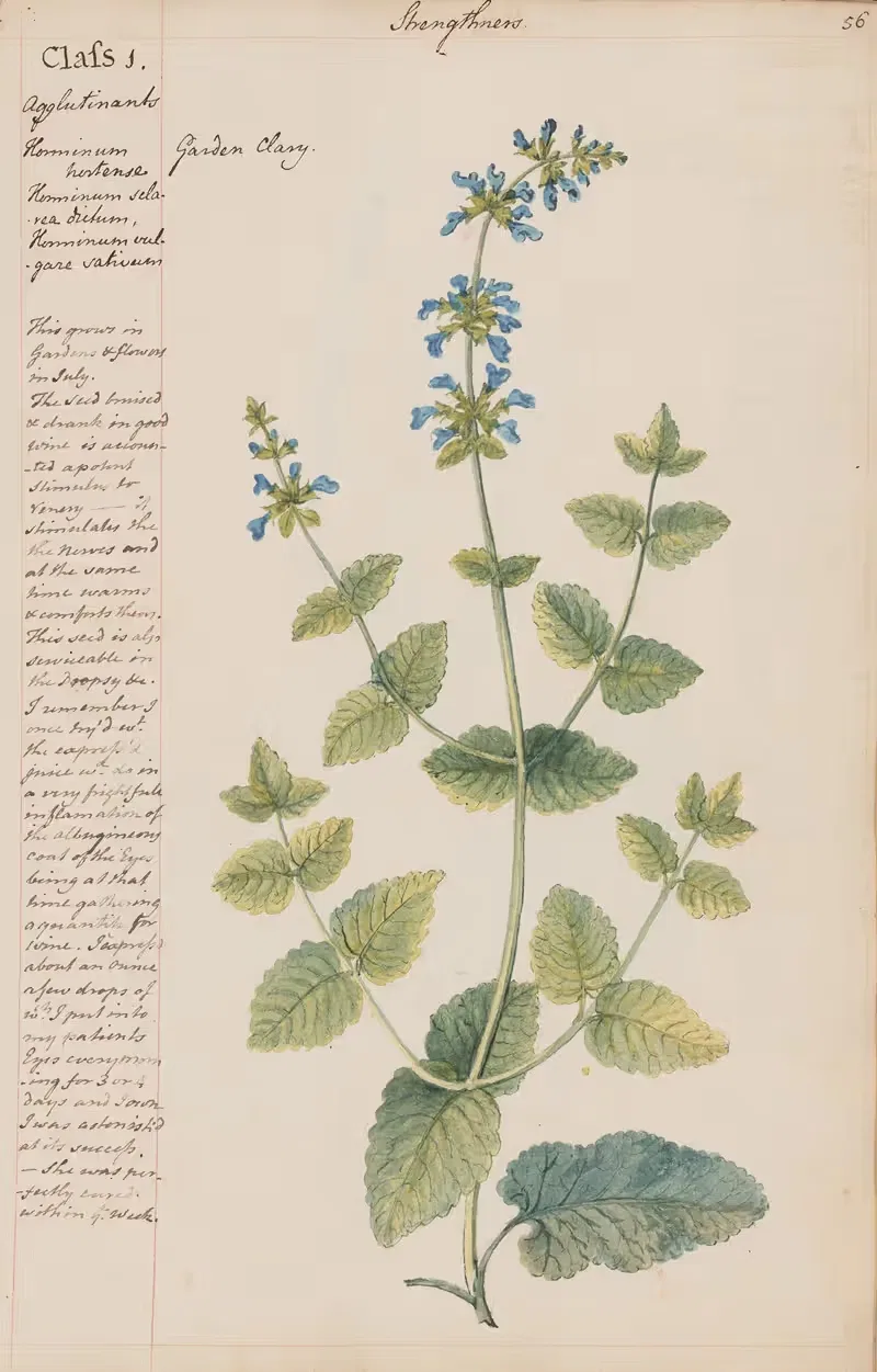 Garden Clary by Joshua Webster, 1780 — digital art print download