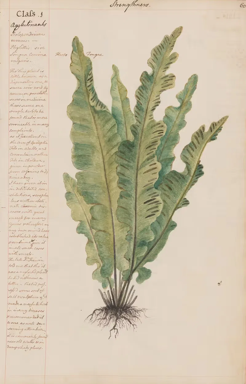 Hart's Tongue by Joshua Webster, 1780 — digital art print download
