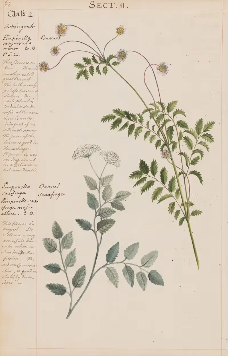 Burnet, Burnet Saxifrage by Joshua Webster, 1780 — digital art print download