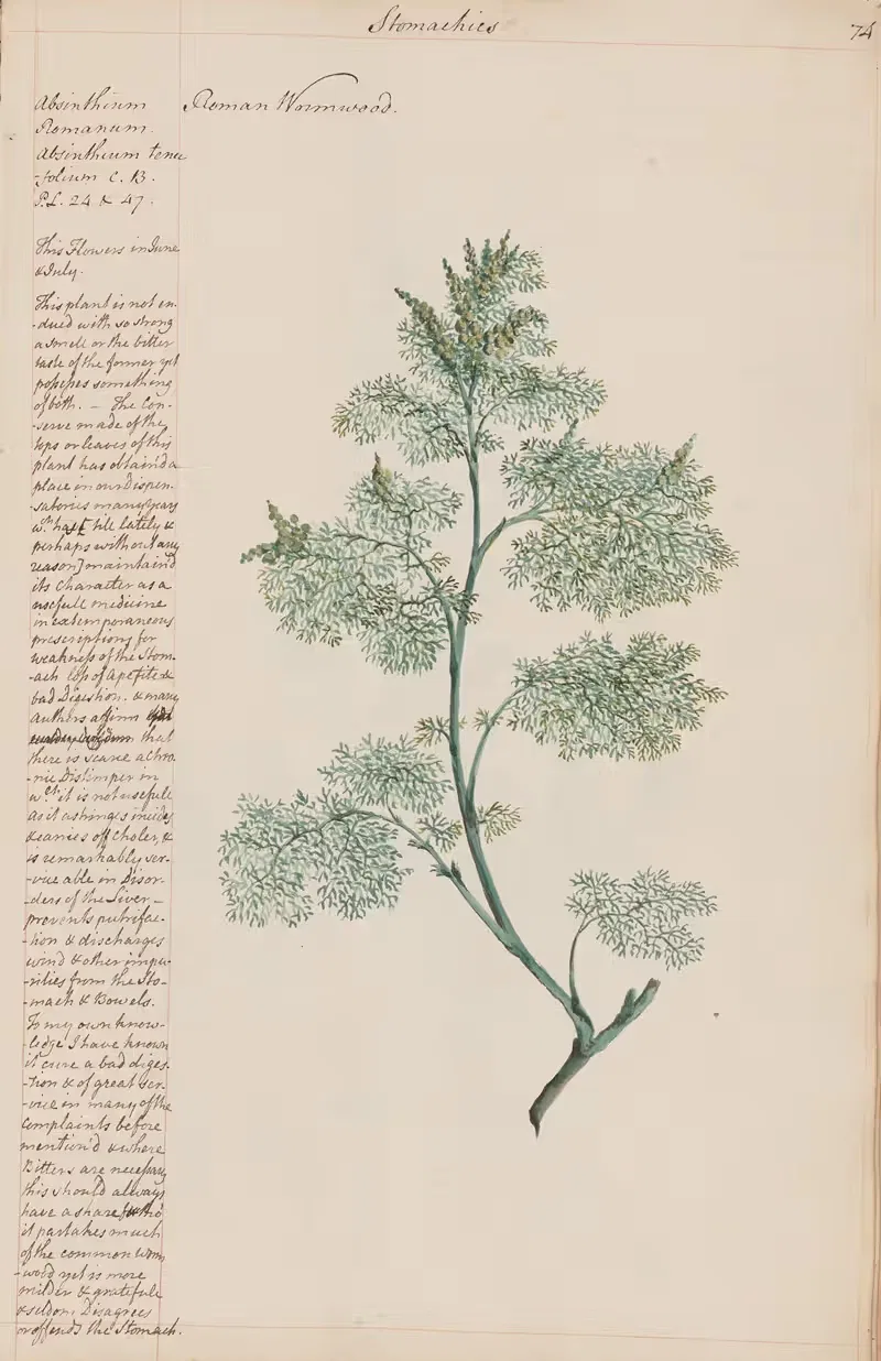 Roman Wormwood by Joshua Webster, 1780 — digital art print download