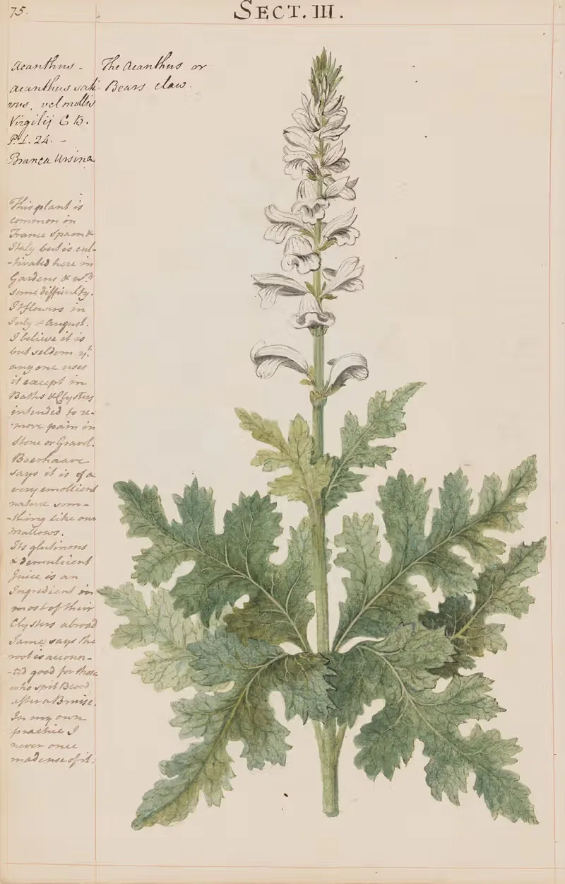 Acanthus or Bears claws by Joshua Webster, 1780 — digital art print download