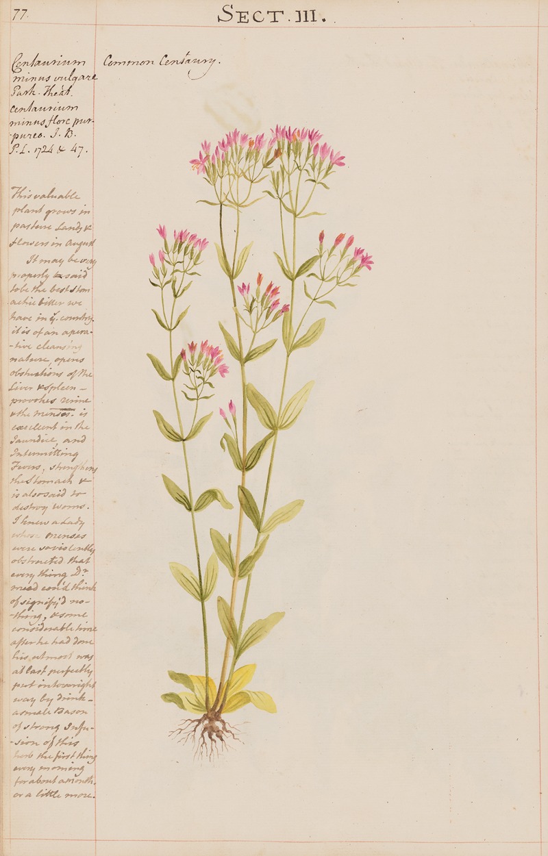 Common Centaury by Joshua Webster, 1780 — digital art print download