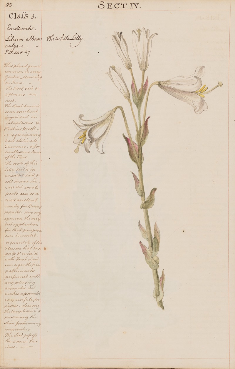 The White Lilly by Joshua Webster, 1780 — digital art print download