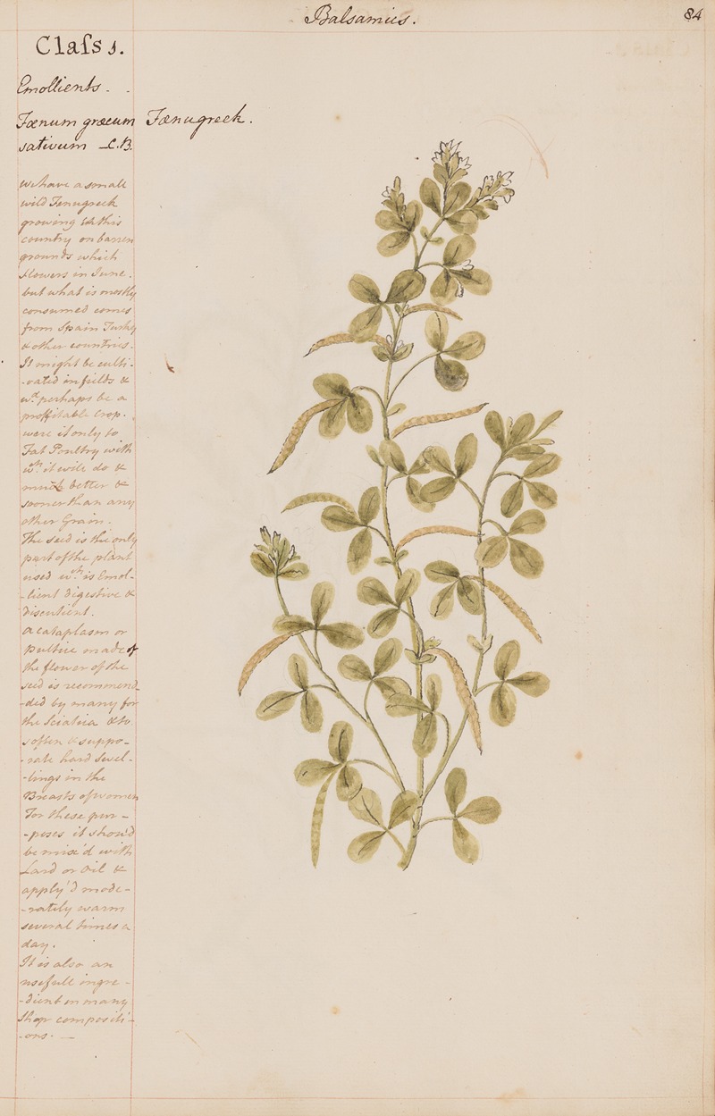 Fenugreek by Joshua Webster, 1780 — digital art print download
