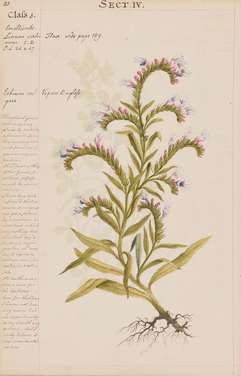 Flax, Viper's Bugloss by Joshua Webster, 1780 — digital art print download