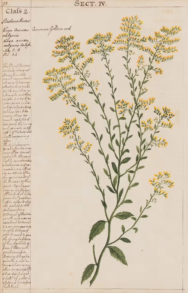 Commmon Golden rod by Joshua Webster, 1780 — digital art print download