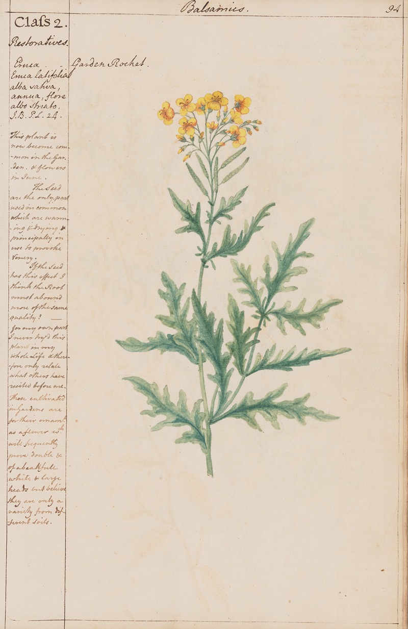 Garden Rocket by Joshua Webster, 1780 — digital art print download