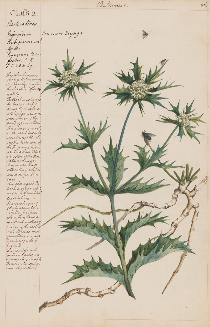 Common Eryngo by Joshua Webster, 1780 — digital art print download