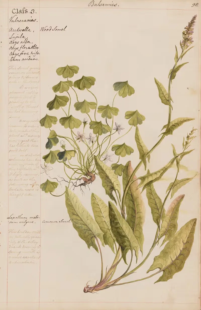 Wood sorral, Common Sorrel by Joshua Webster, 1780 — digital art print download