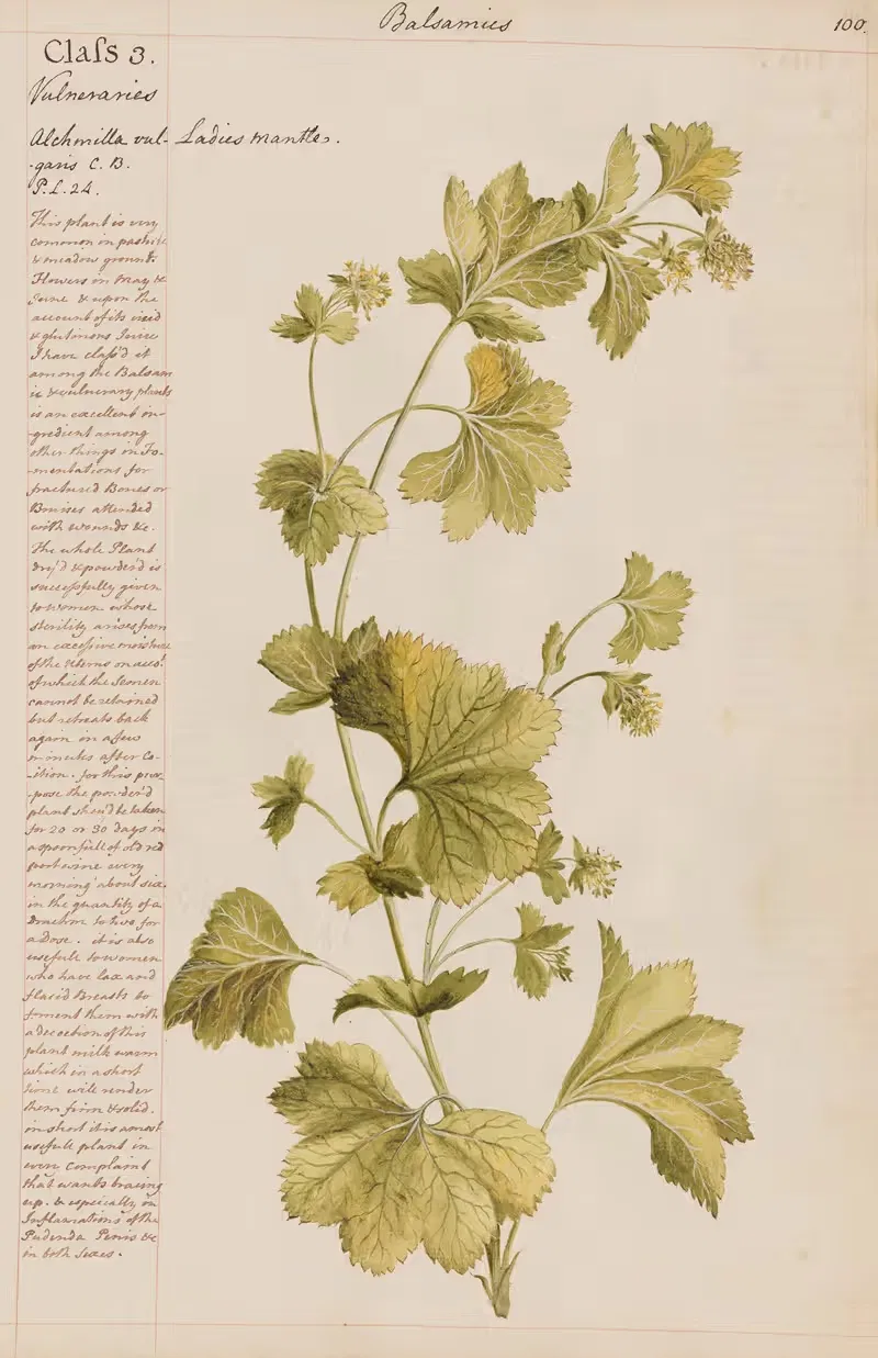 Ladies mantle by Joshua Webster, 1780 — digital art print download