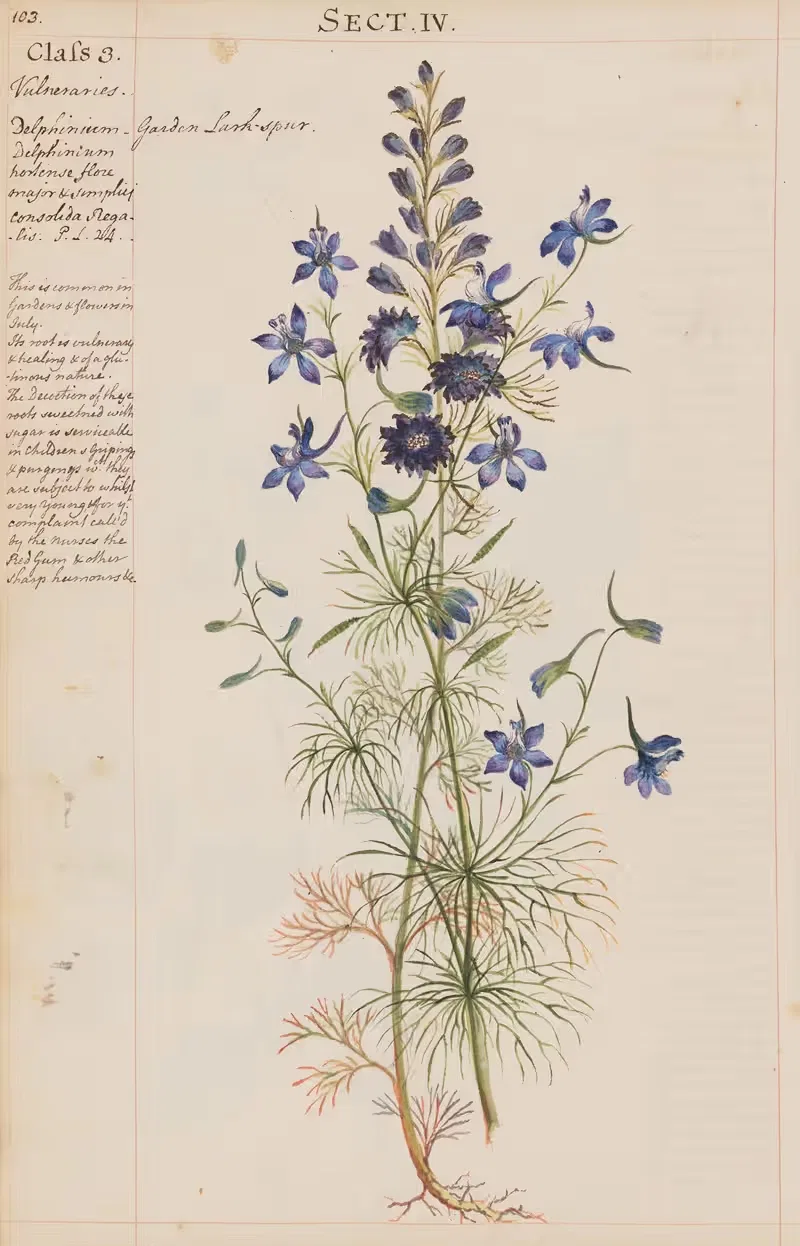Garden Larkspur by Joshua Webster, 1780 — digital art print download