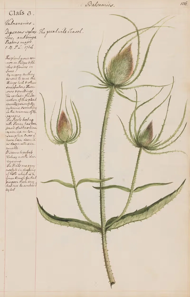 The great wild Teasel by Joshua Webster, 1780 — digital art print download