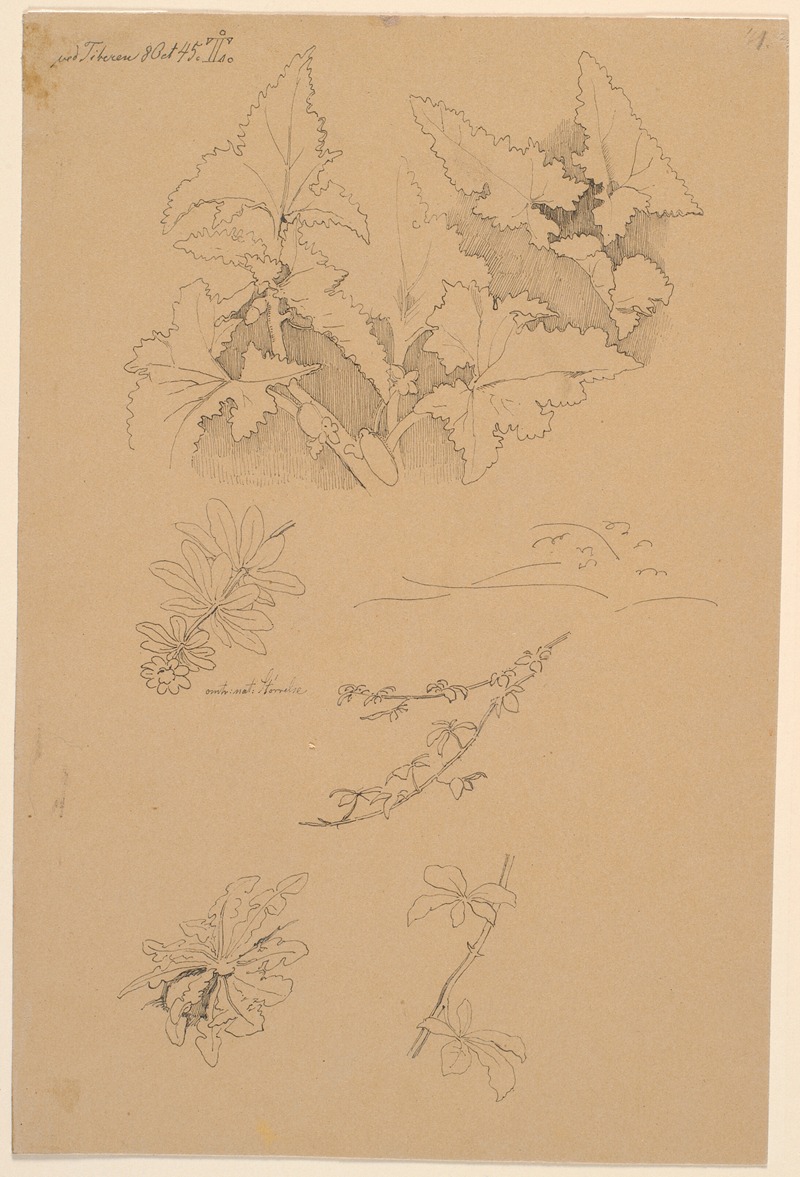 Blad- og blomsterstudier by Йохан Томас Лундбю, 1845 — digital art print download