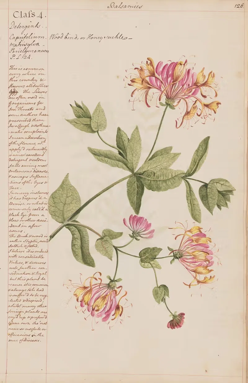 Wood bind or Honeysuckle by Joshua Webster, 1780 — digital art print download