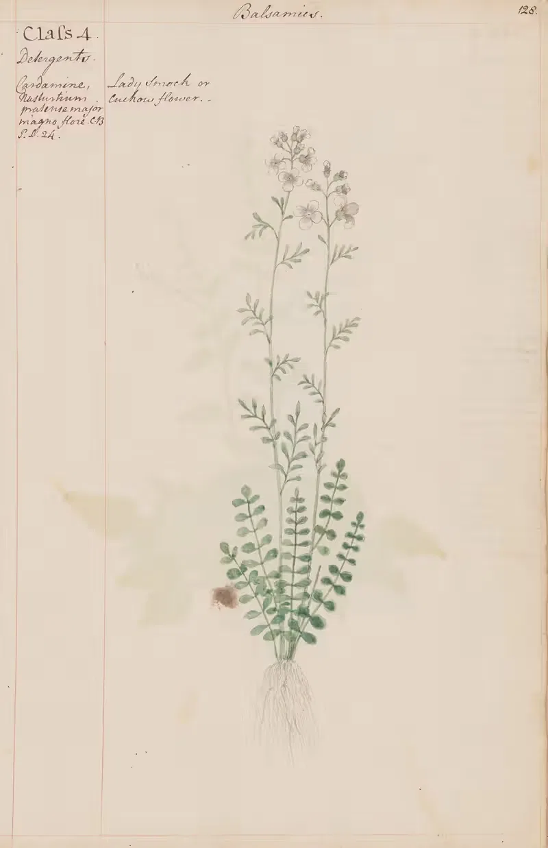 Lady Smock or Cuckoo Flower by Joshua Webster, 1780 — digital art print download