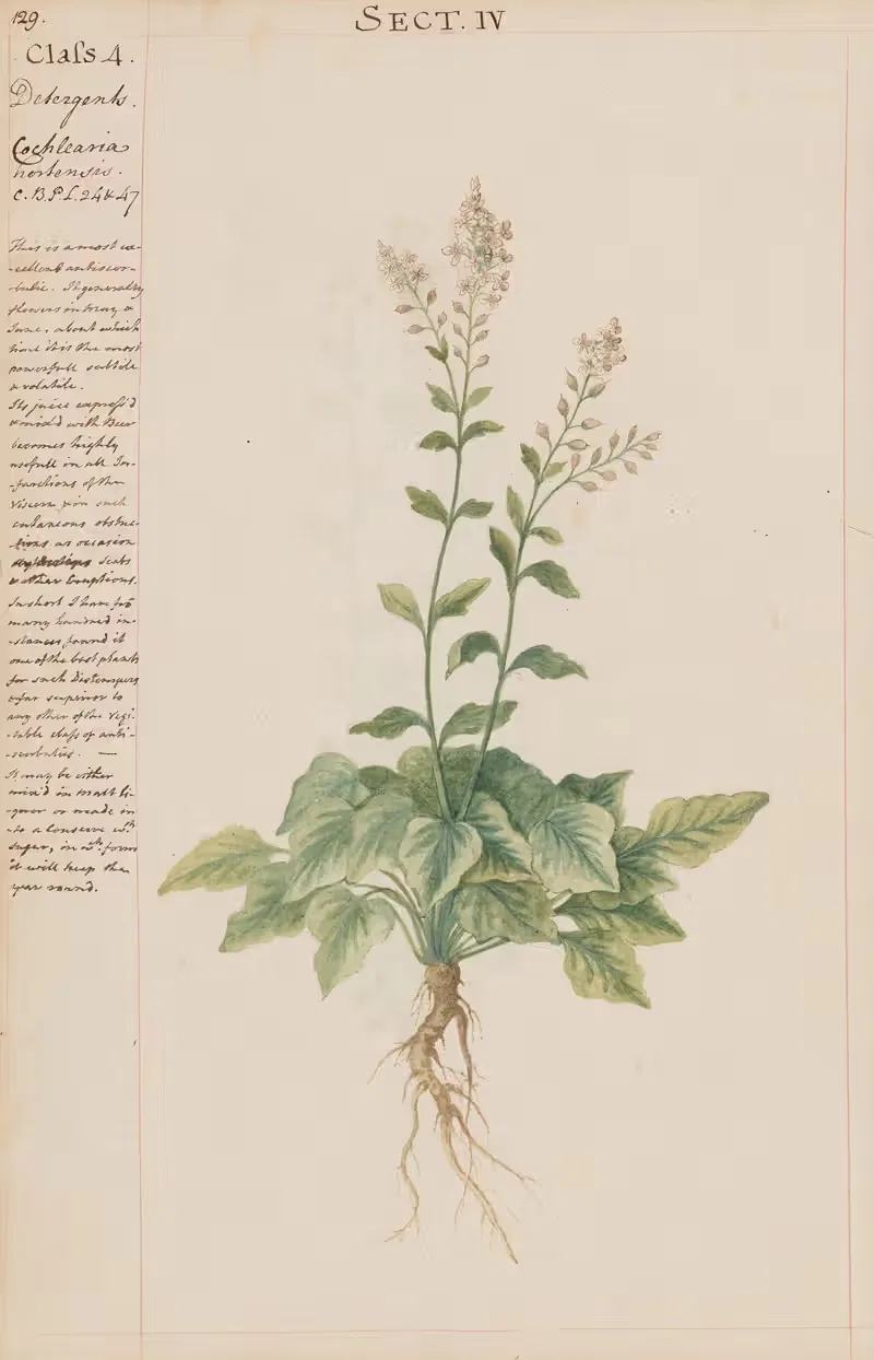 Cochlearia hortensia by Joshua Webster, 1780 — digital art print download