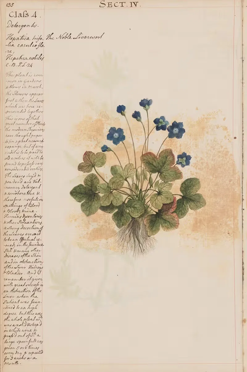 The Noble Liverwort by Joshua Webster, 1780 — digital art print download