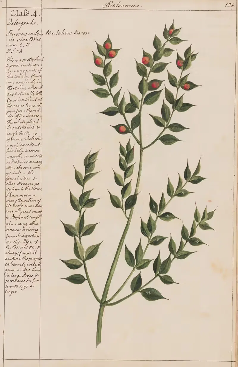 Butcher's Broom by Joshua Webster, 1780 — digital art print download