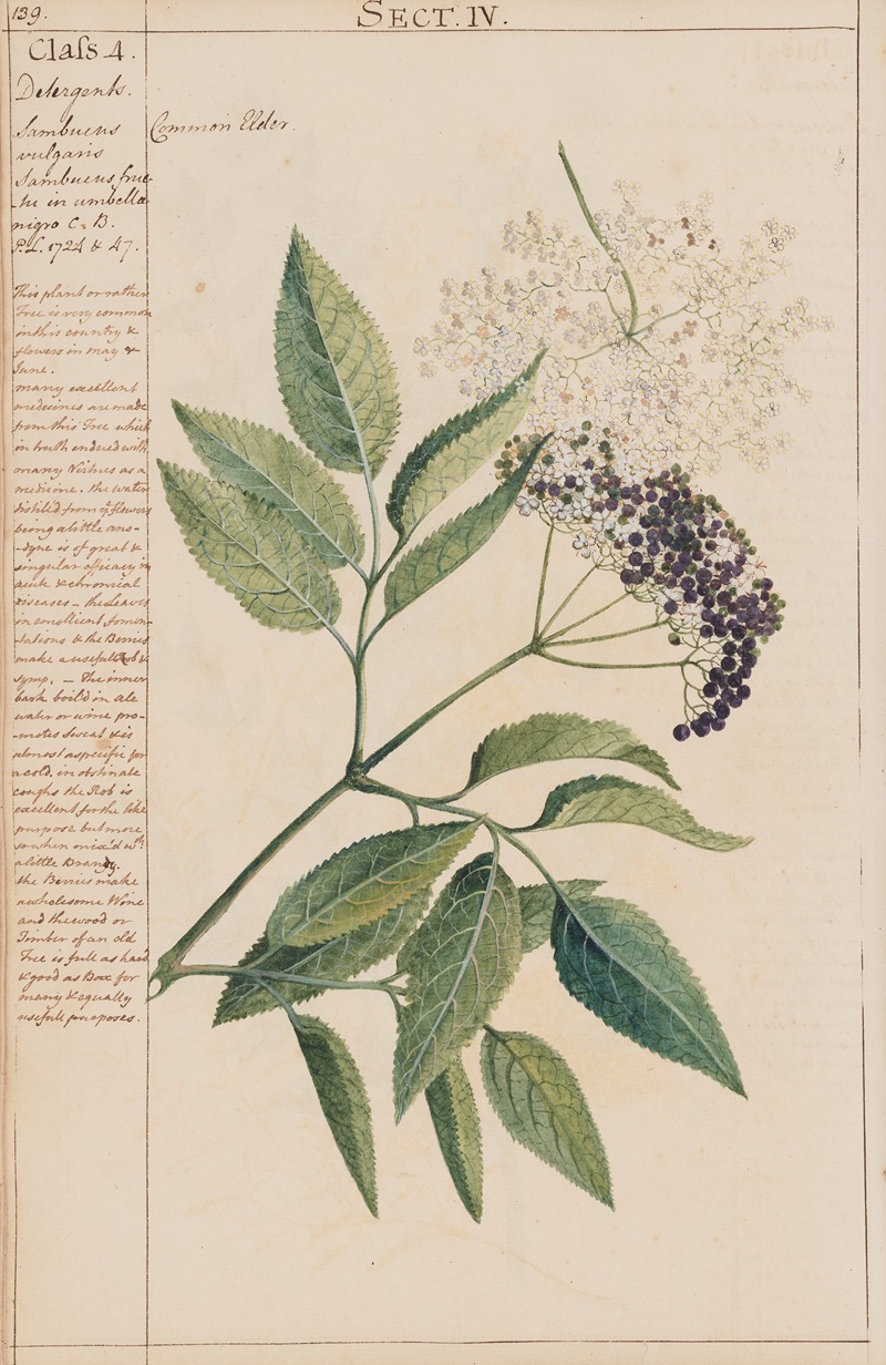 Common Elder by Joshua Webster, 1780 — digital art print download