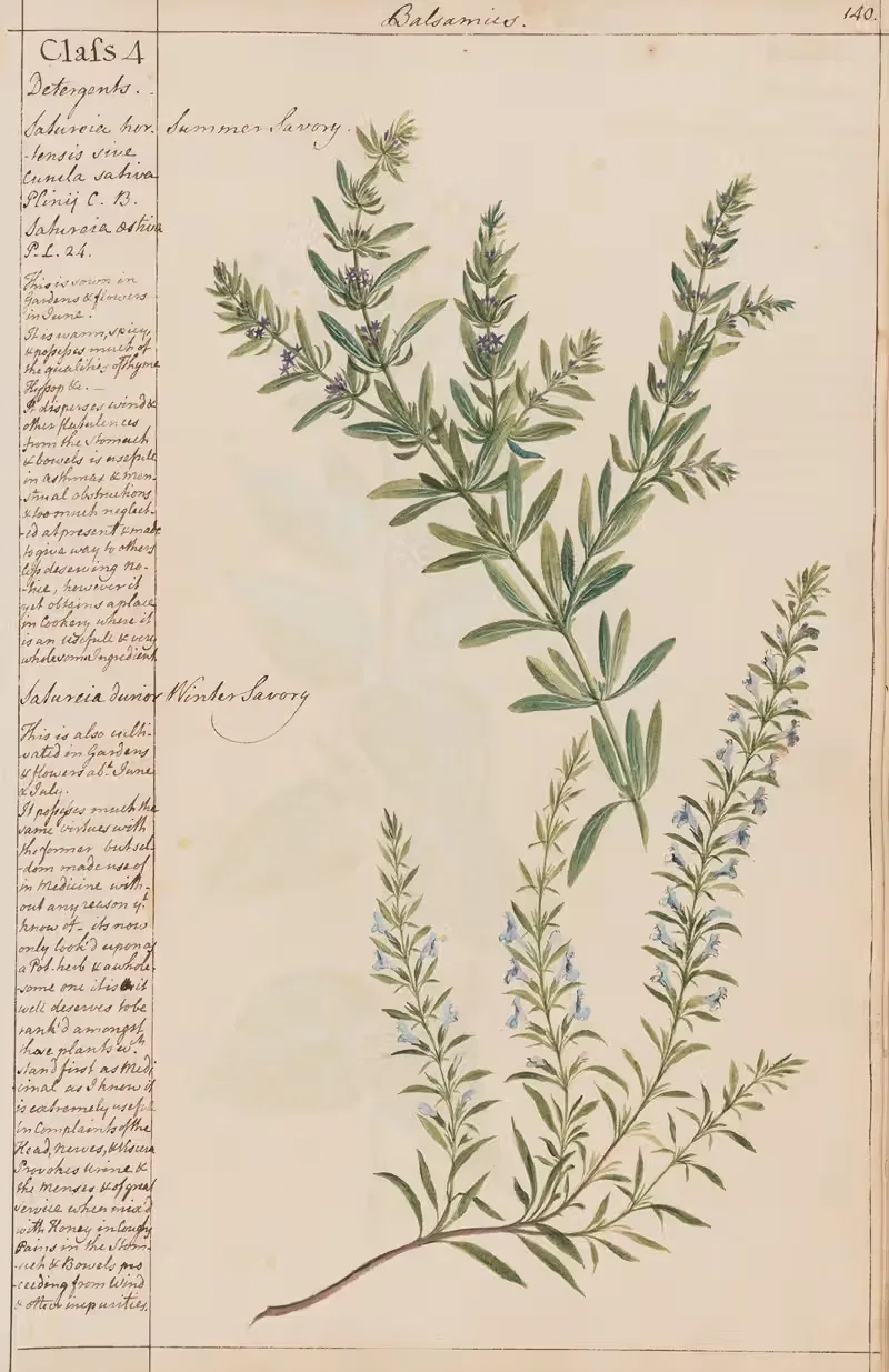 Summer Savory, Winter Savory by Joshua Webster, 1780 — digital art print download