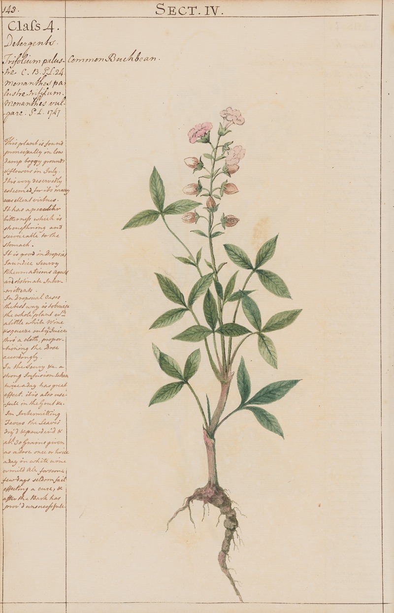 Common Buckbean by Joshua Webster, 1780 — digital art print download