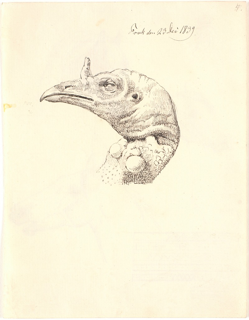 Hovede af en død kalkunhøne by Йохан Томас Лундбю, 1839 — digital art print download