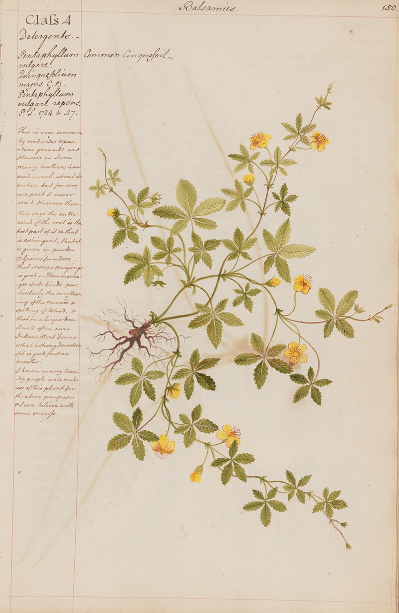 Common Cinquefoil by Joshua Webster, 1780 — digital art print download