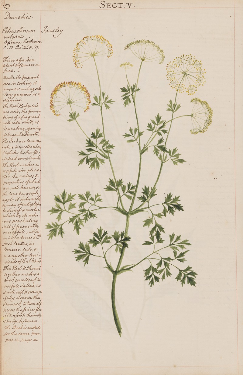 Parsley by Joshua Webster, 1780 — digital art print download