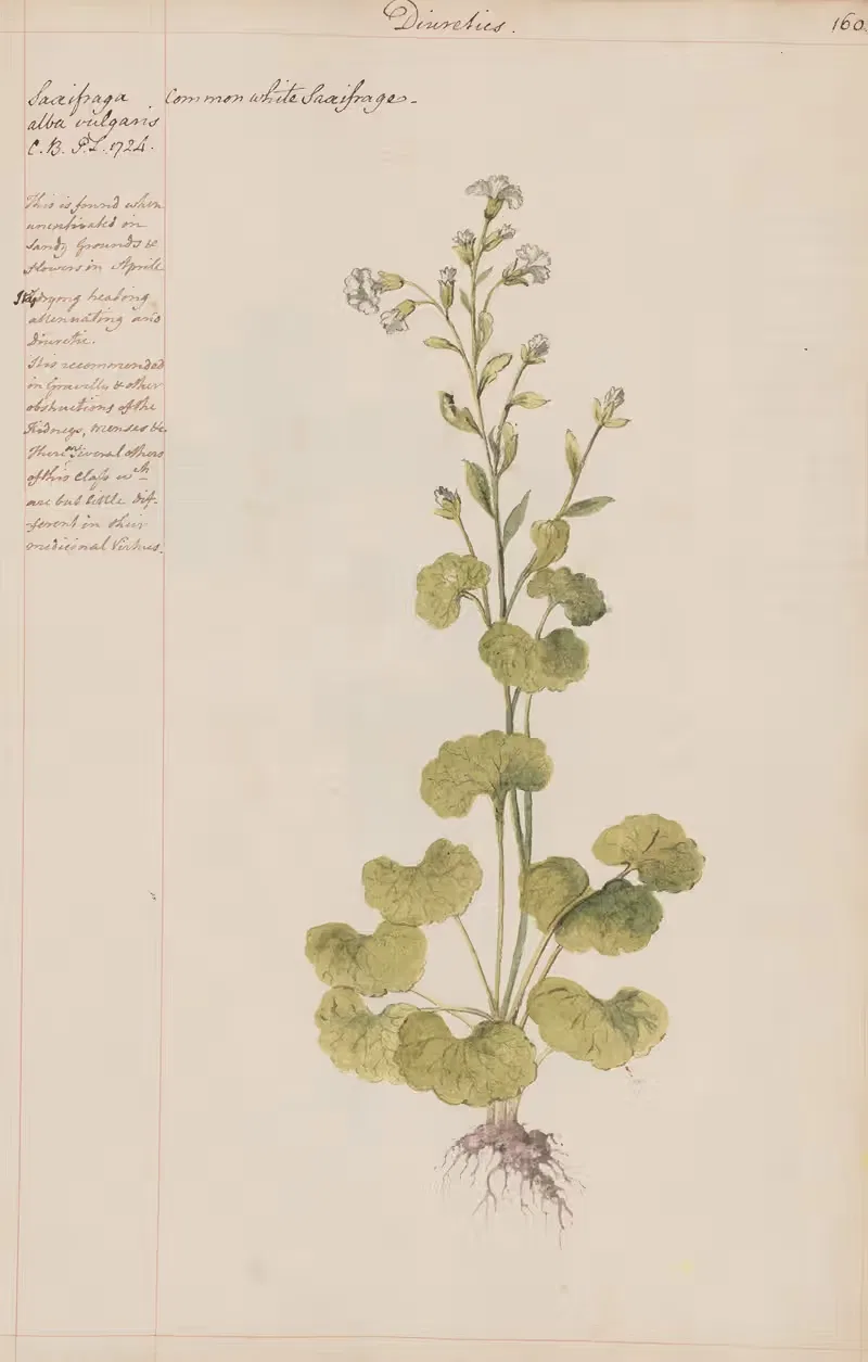 Common White Saxifrage by Joshua Webster, 1780 — digital art print download