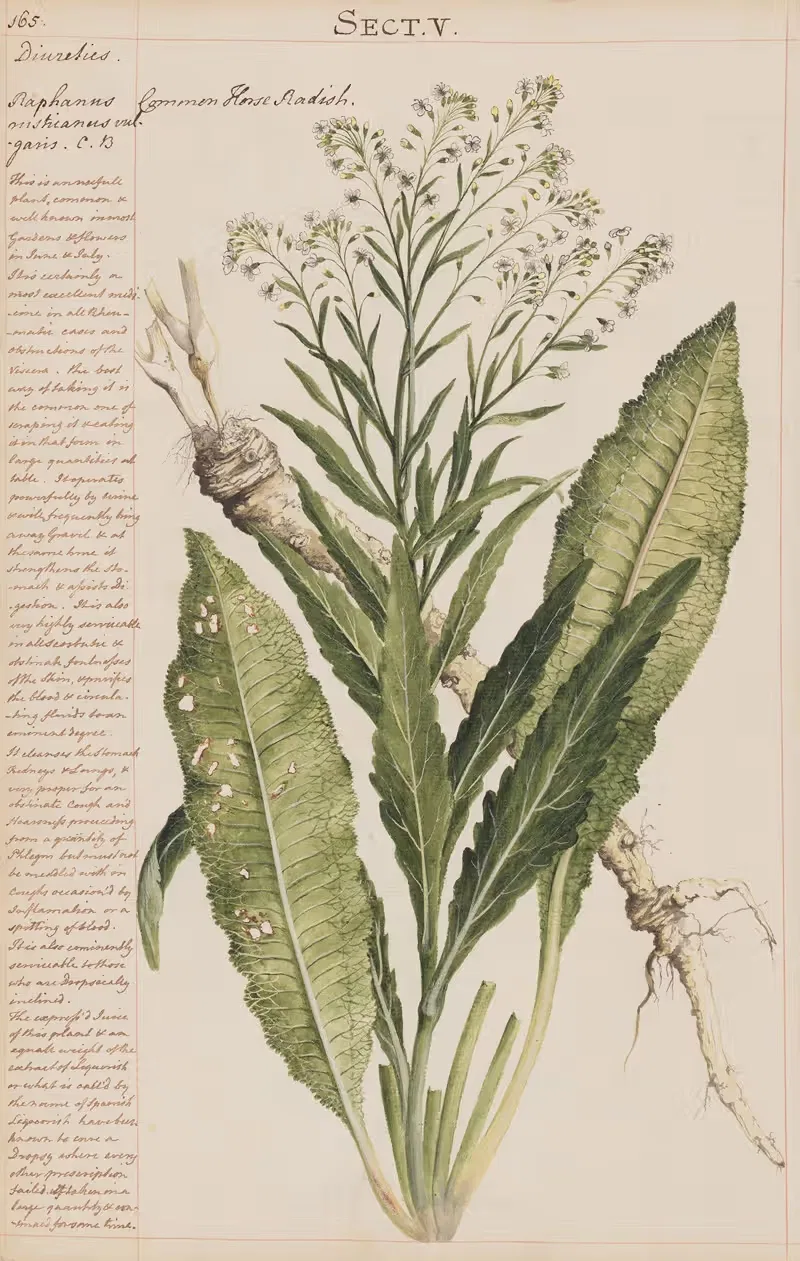 Common Horse Radish by Joshua Webster, 1780 — digital art print download