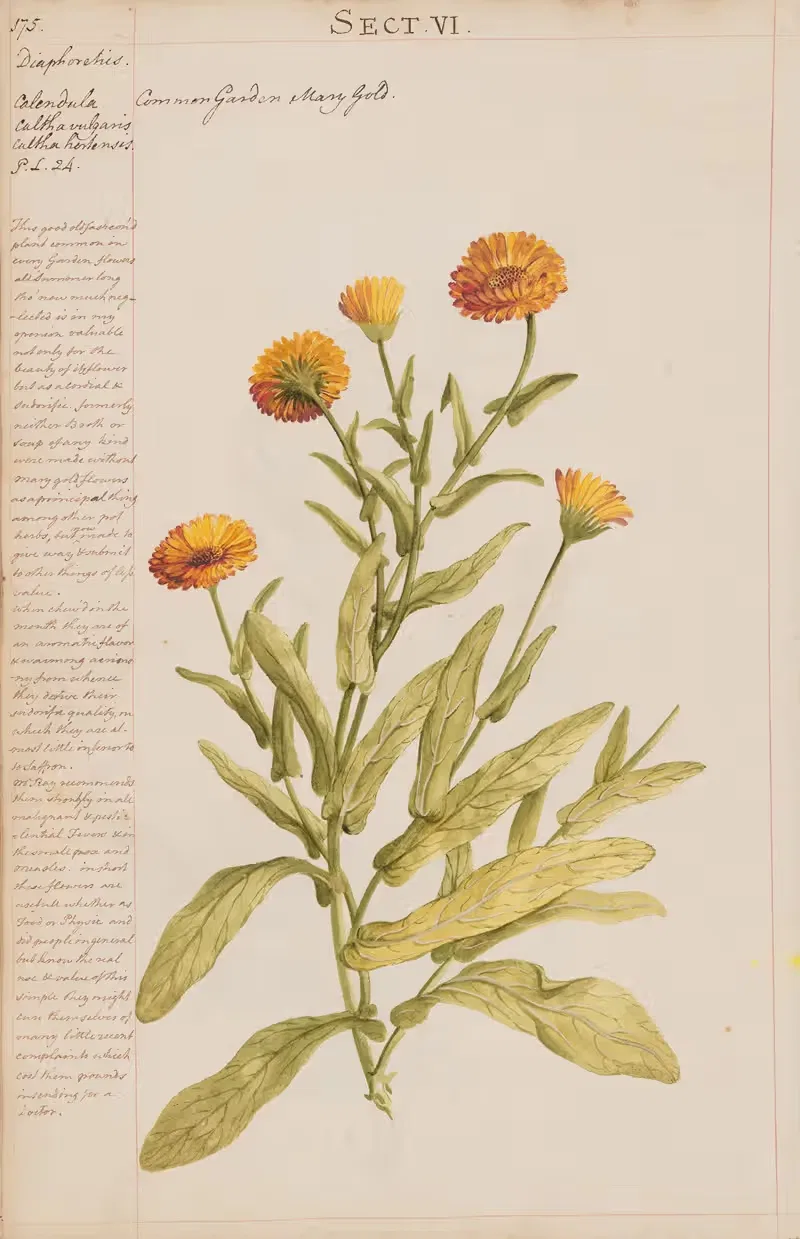 Common Garden Marigold by Joshua Webster, 1780 — digital art print download